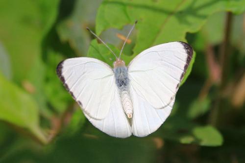Réf. 289 502 : Dixeia orbona